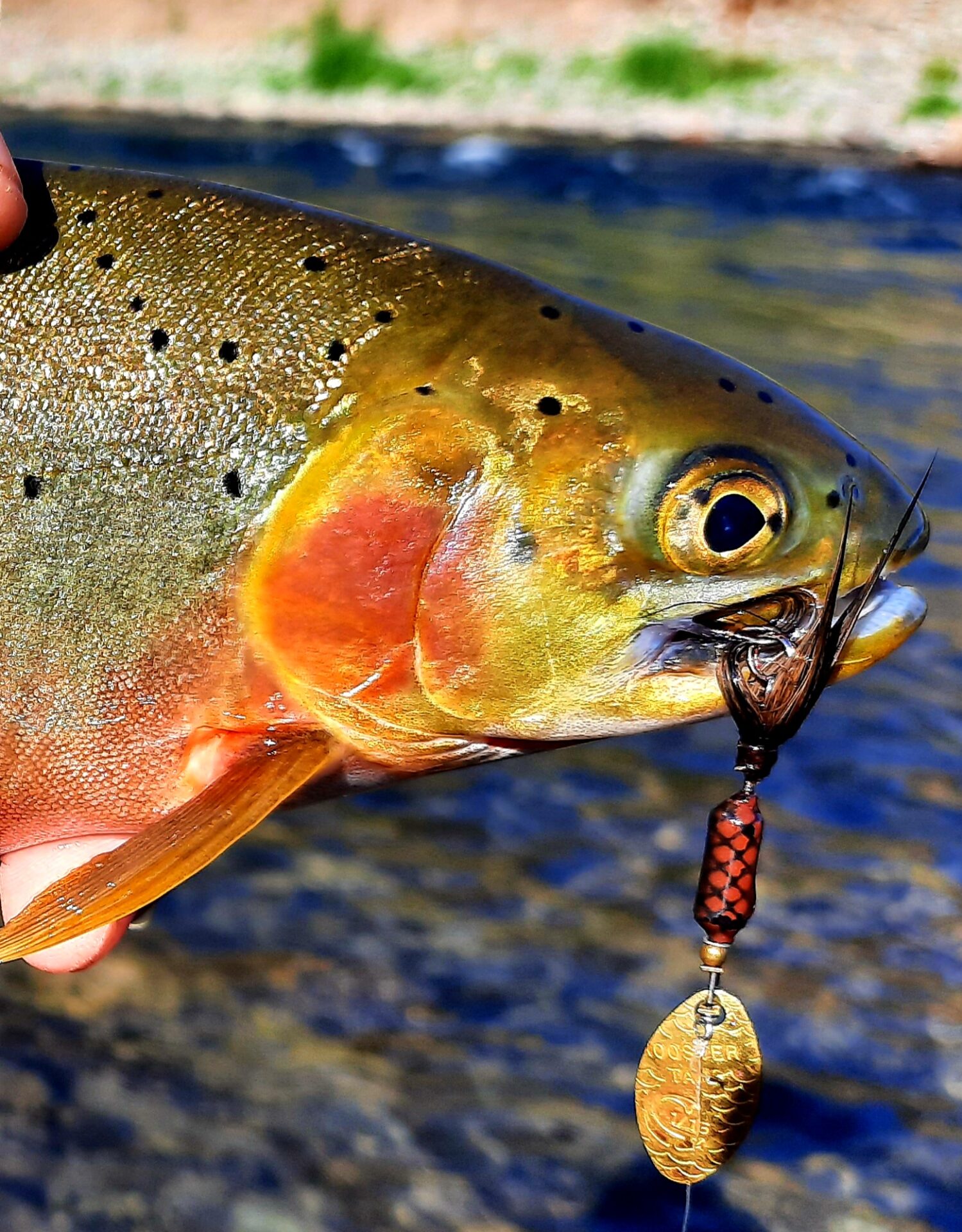 Rooster Tails: The Answer For River/Stream Trout - Yakima Bait