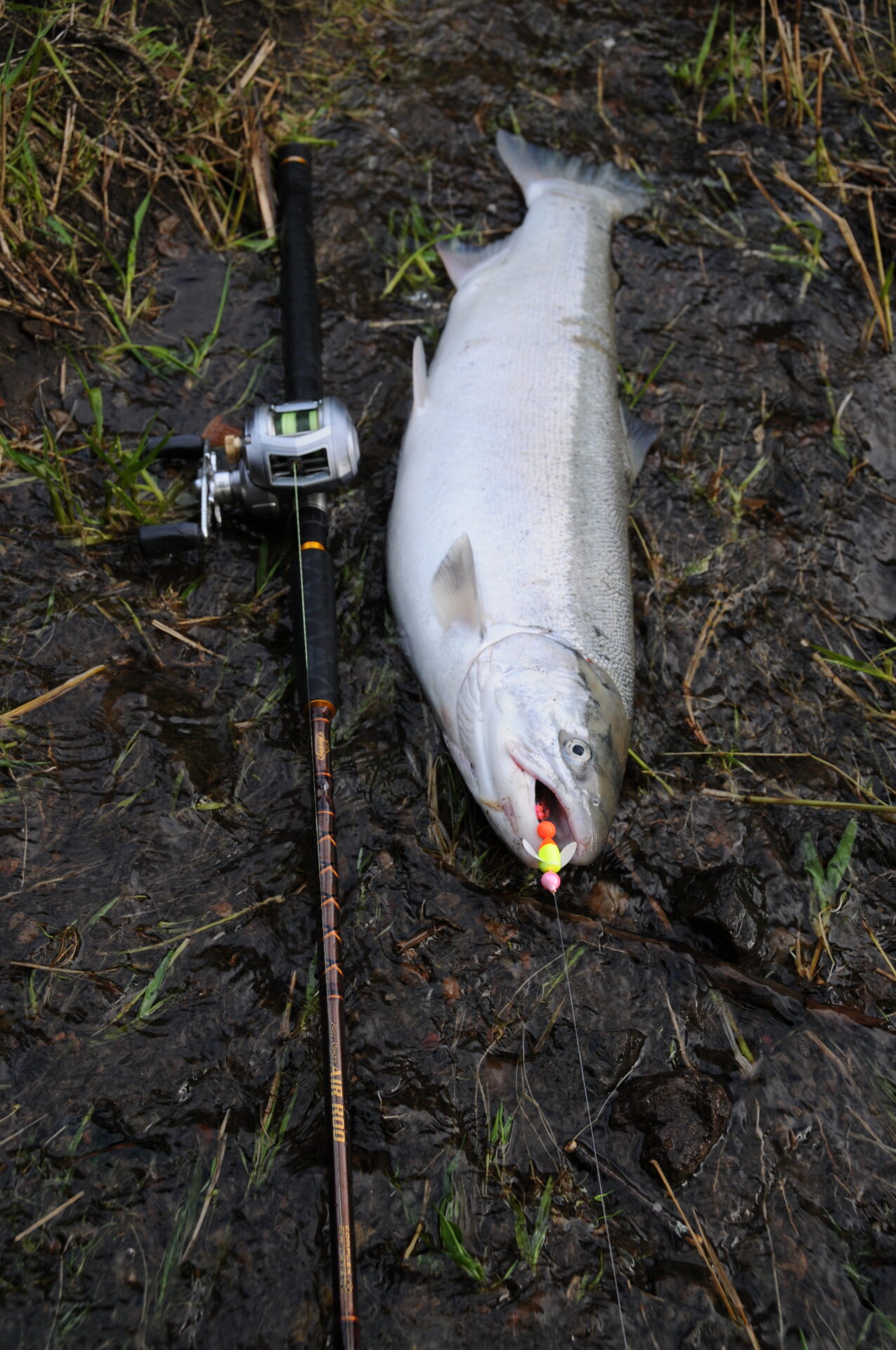 Drift Bobbers - Steelhead & Salmon Fishing Tips- Methods, Equipment, Bait,  Egg Curing, and More