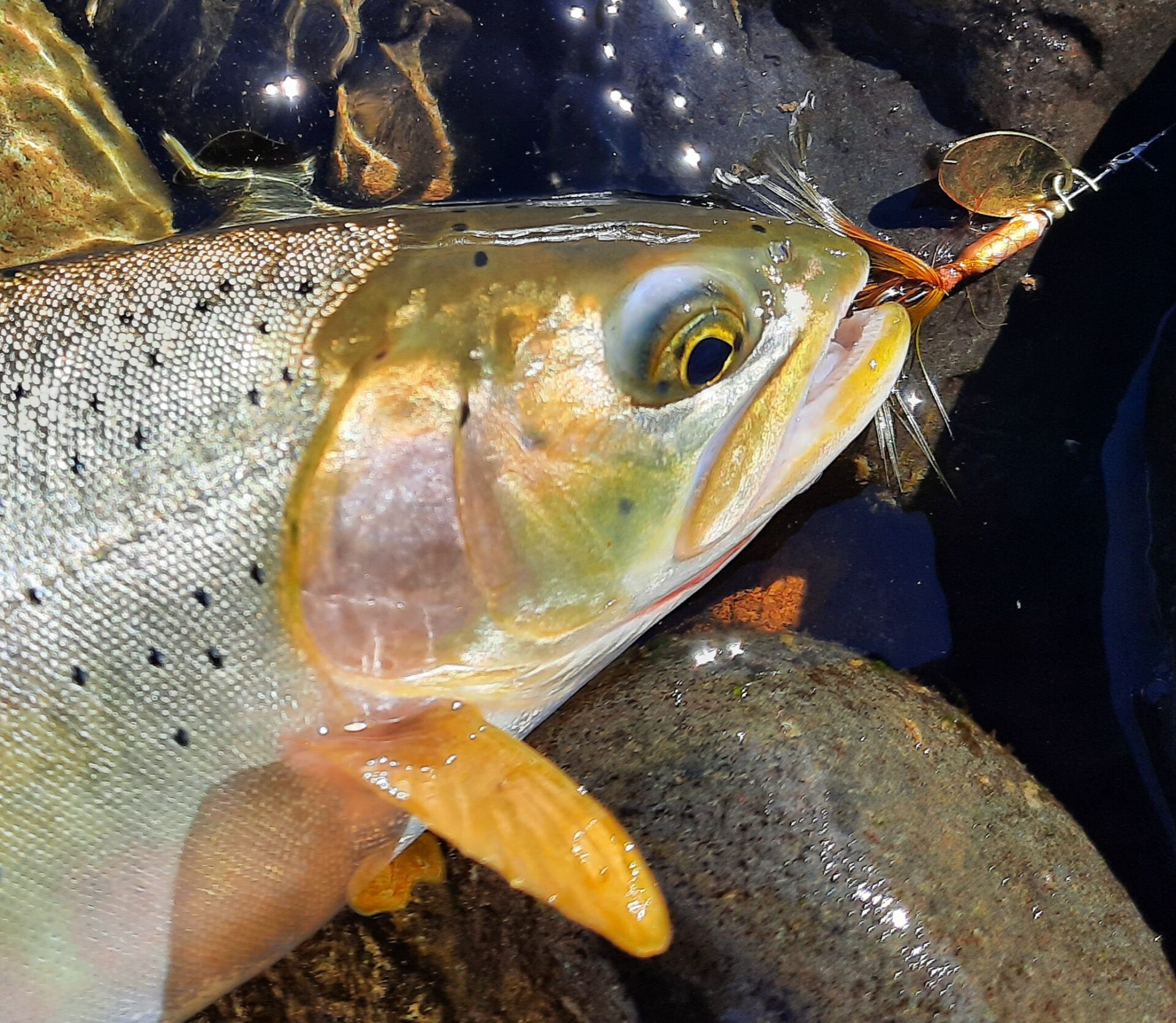 Jigging for Big Trout in Rivers by Bill Herzog – Salmon Trout Steelheader