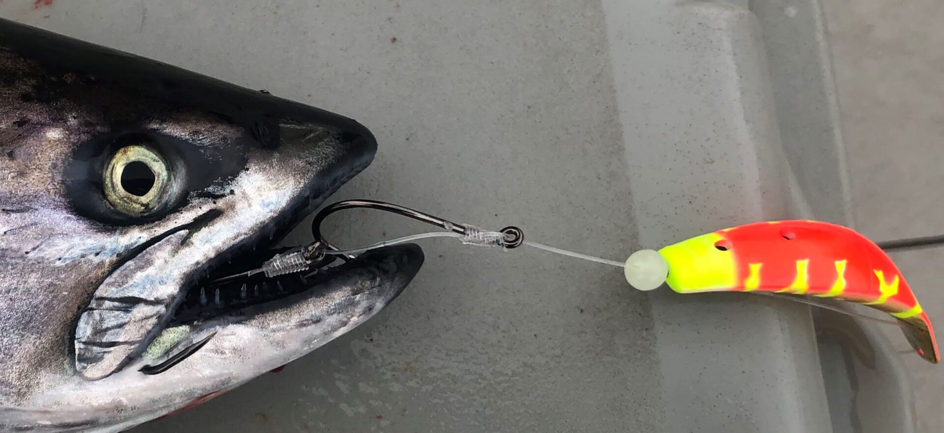 Trolling Seattle's Puget Sound for Blackmouth - Yakima Bait