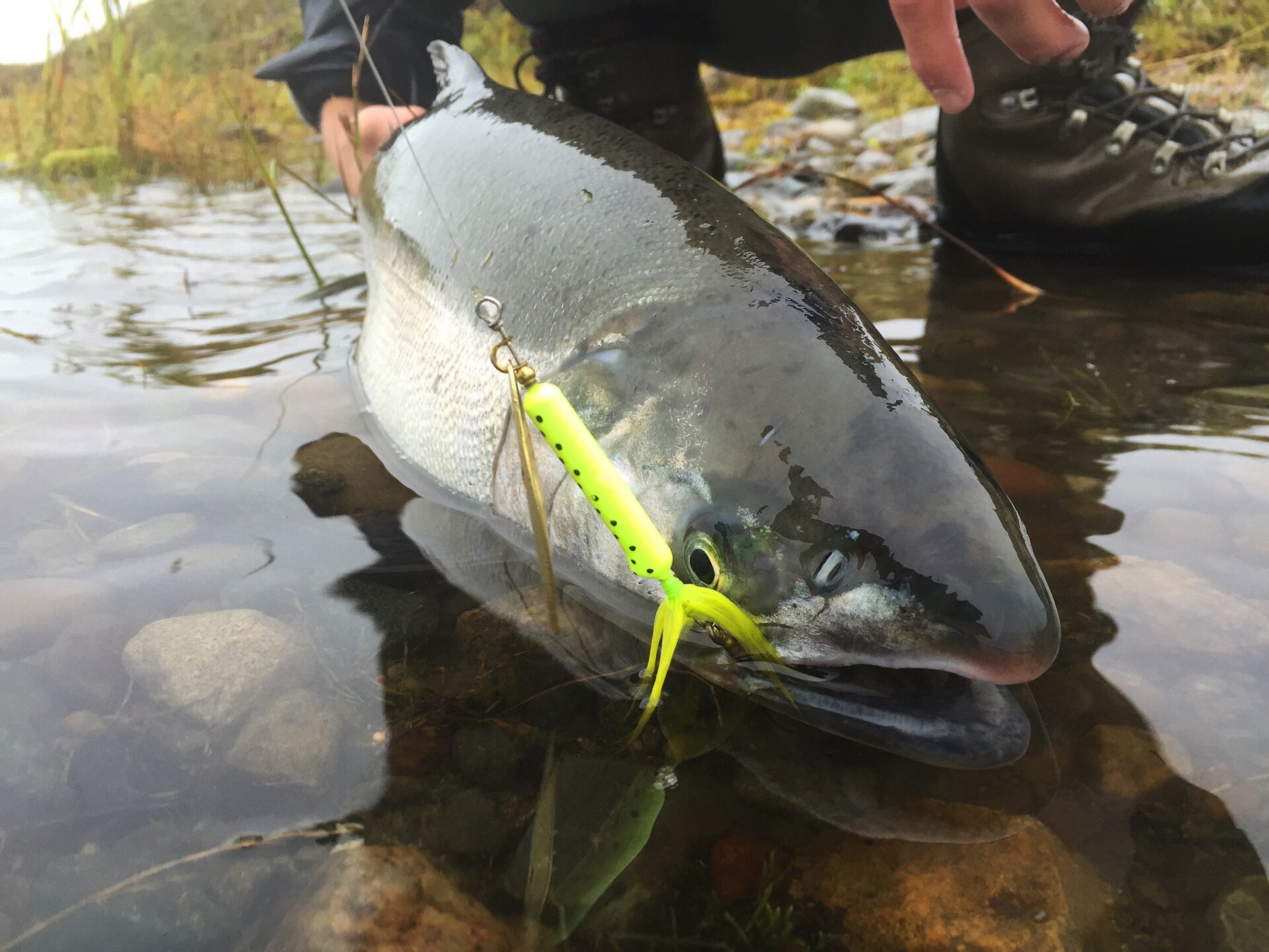 Casting Weighted Spinners For River Coho Salmon - Yakima Bait